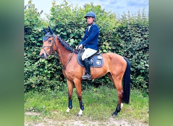 Oldenburger, Merrie, 5 Jaar, 163 cm, Bruin