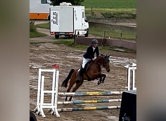 Oldenburger, Merrie, 5 Jaar, 163 cm, Bruin
