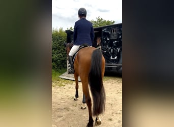 Oldenburger, Merrie, 5 Jaar, 163 cm, Bruin
