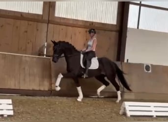 Oldenburger, Merrie, 5 Jaar, 163 cm, Zwartbruin