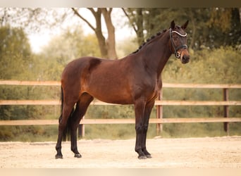 Oldenburger, Merrie, 5 Jaar, 164 cm, Bruin