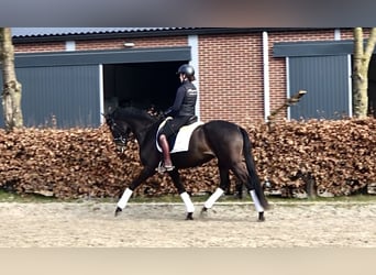 Oldenburger, Merrie, 5 Jaar, 164 cm, Donkerbruin