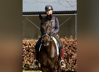 Oldenburger, Merrie, 5 Jaar, 164 cm, Donkerbruin