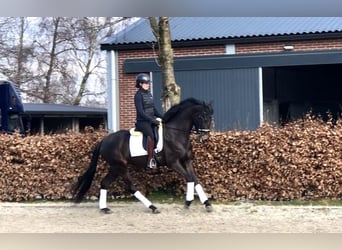 Oldenburger, Merrie, 5 Jaar, 164 cm, Donkerbruin