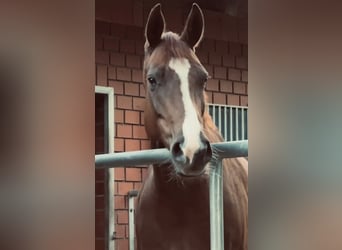 Oldenburger, Merrie, 5 Jaar, 164 cm, Donkere-vos