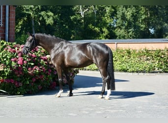 Oldenburger, Merrie, 5 Jaar, 164 cm, Zwart
