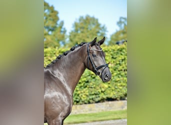 Oldenburger, Merrie, 5 Jaar, 164 cm, Zwart