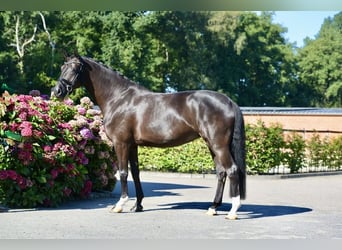 Oldenburger, Merrie, 5 Jaar, 164 cm, Zwart