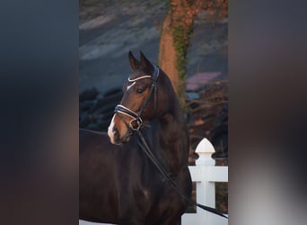 Oldenburger, Merrie, 5 Jaar, 165 cm, Donkerbruin