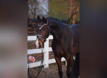 Oldenburger, Merrie, 5 Jaar, 165 cm, Donkerbruin