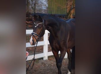 Oldenburger, Merrie, 5 Jaar, 165 cm, Donkerbruin