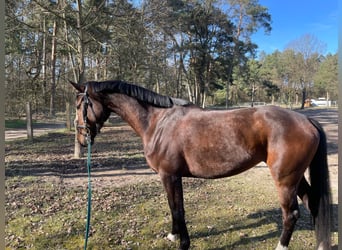 Oldenburger, Merrie, 5 Jaar, 165 cm, Donkerbruin