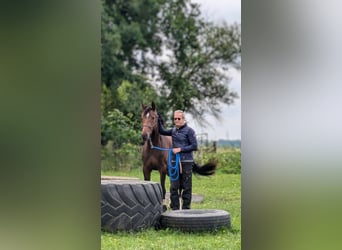 Oldenburger, Merrie, 5 Jaar, 165 cm, Donkerbruin