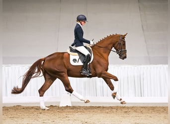 Oldenburger, Merrie, 5 Jaar, 165 cm, Donkere-vos