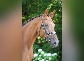 Oldenburger, Merrie, 5 Jaar, 165 cm, Donkere-vos