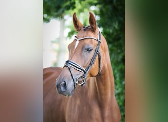 Oldenburger, Merrie, 5 Jaar, 165 cm, Donkere-vos