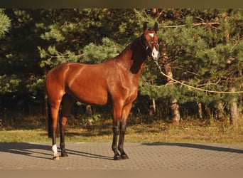 Oldenburger, Merrie, 5 Jaar, 165 cm, Roodbruin