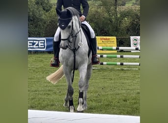 Oldenburger, Merrie, 5 Jaar, 165 cm, Schimmel