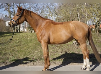 Oldenburger, Merrie, 5 Jaar, 165 cm, Vos