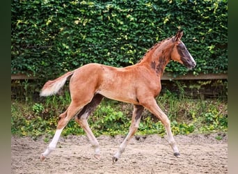 Oldenburger, Merrie, 5 Jaar, 165 cm, Vos