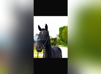 Oldenburger, Merrie, 5 Jaar, 165 cm, Zwart