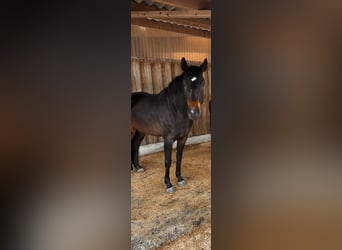 Oldenburger, Merrie, 5 Jaar, 165 cm, Zwartbruin