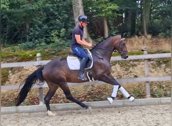 Oldenburger, Merrie, 5 Jaar, 166 cm, Bruin