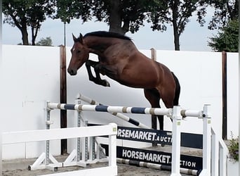 Oldenburger, Merrie, 5 Jaar, 166 cm, Roodbruin