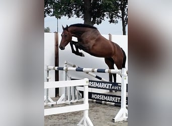 Oldenburger, Merrie, 5 Jaar, 166 cm, Roodbruin