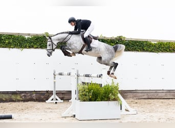 Oldenburger, Merrie, 5 Jaar, 166 cm, Schimmel