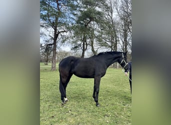 Oldenburger, Merrie, 5 Jaar, 166 cm, Zwart