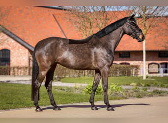 Oldenburger, Merrie, 5 Jaar, 166 cm, Zwartbruin
