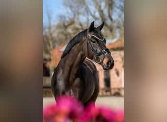 Oldenburger, Merrie, 5 Jaar, 166 cm, Zwartbruin