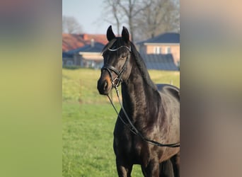 Oldenburger, Merrie, 5 Jaar, 166 cm, Zwartbruin