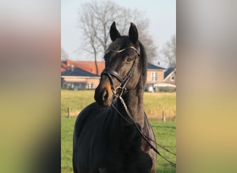 Oldenburger, Merrie, 5 Jaar, 166 cm, Zwartbruin