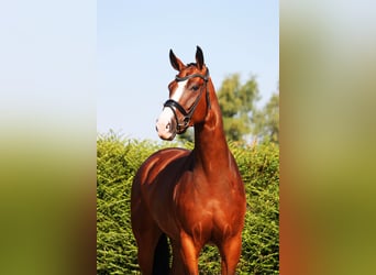 Oldenburger, Merrie, 5 Jaar, 167 cm, Brauner