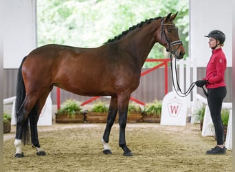 Oldenburger, Merrie, 5 Jaar, 167 cm, Bruin