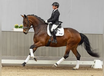 Oldenburger, Merrie, 5 Jaar, 167 cm, Bruin