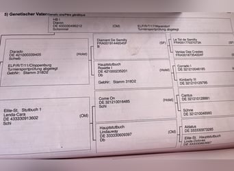 Oldenburger, Merrie, 5 Jaar, 167 cm, Bruin