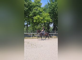 Oldenburger, Merrie, 5 Jaar, 167 cm, Donkerbruin