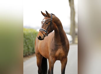 Oldenburger, Merrie, 5 Jaar, 167 cm, Donkerbruin