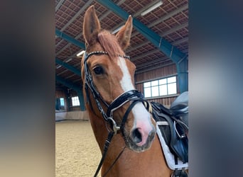 Oldenburger, Merrie, 5 Jaar, 167 cm, Vos