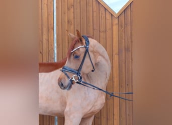 Oldenburger, Merrie, 5 Jaar, 167 cm, Vos