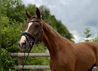 Oldenburger, Merrie, 5 Jaar, 167 cm, Vos
