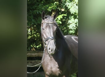 Oldenburger, Merrie, 5 Jaar, 167 cm, Zwart