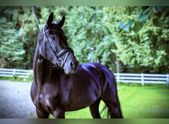 Oldenburger, Merrie, 5 Jaar, 167 cm, Zwartbruin