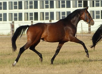 Oldenburger, Merrie, 5 Jaar, 168 cm, Brauner