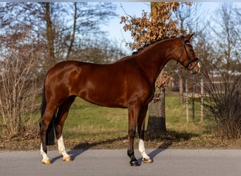 Oldenburger, Merrie, 5 Jaar, 168 cm, Bruin