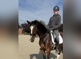 Oldenburger, Merrie, 5 Jaar, 168 cm, Bruin