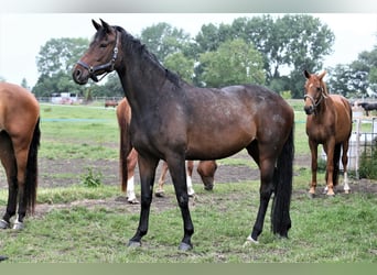 Oldenburger, Merrie, 5 Jaar, 168 cm, Donkerbruin